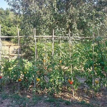 Il Terrazzo * Baccano